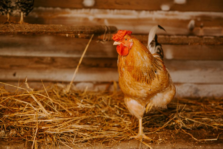 A colorful rooster standing on straw inside a rustic chicken coop, embodying farm life.