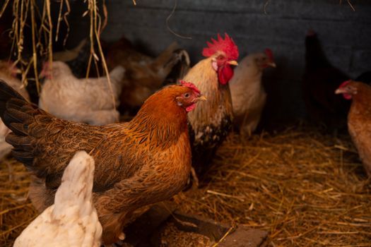 Chicken in Coop on Farm