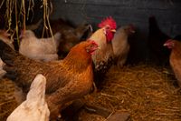 Chicken coop