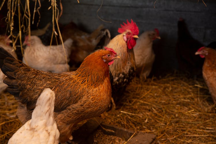 Chicken In Coop On Farm