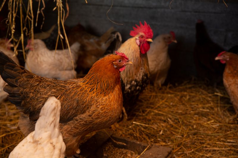 Chicken in a coop with straw on the floor