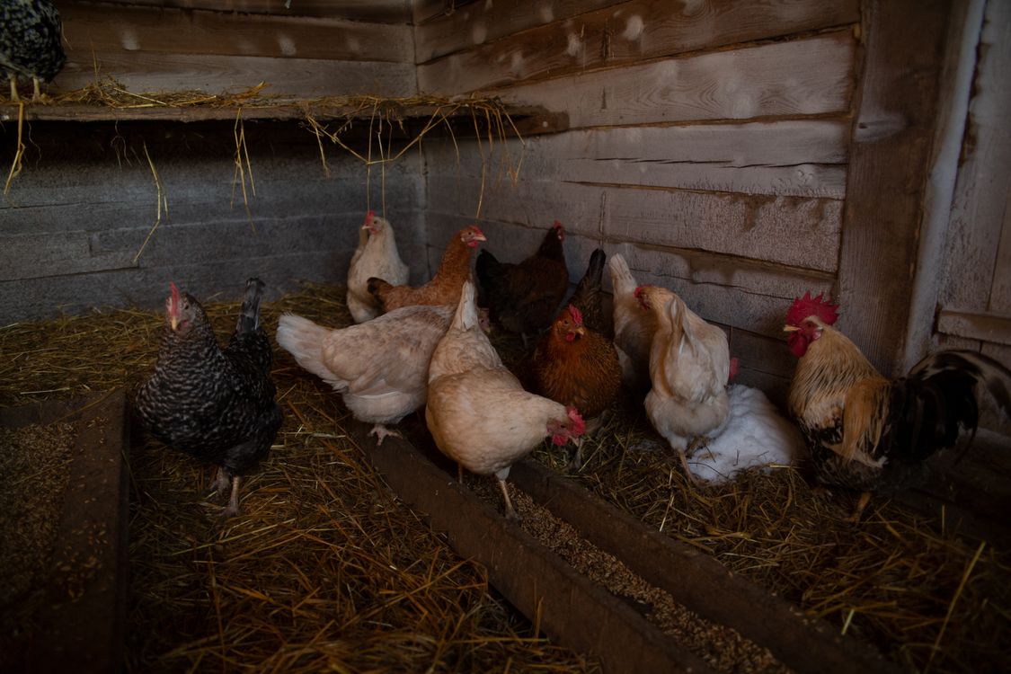 Chicken Hay Chickens on Brown Hay · Free Stock Photo