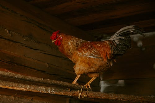 Brow Rooster on Brown Wooden Barn