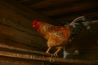 Brown and White Rooster on Brown Wooden Fence