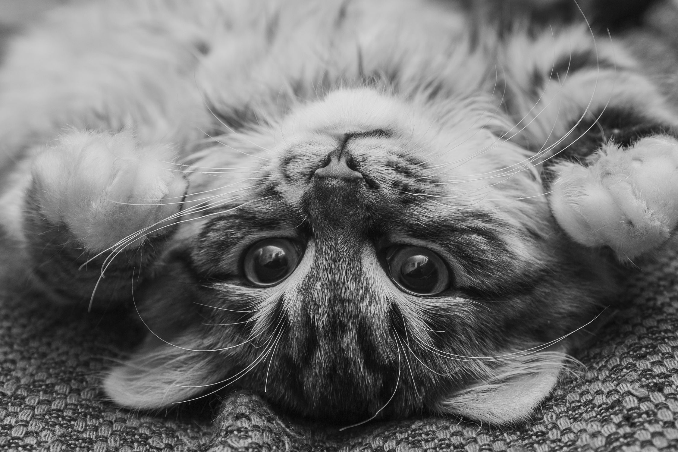 Grayscale Photo of Cat Lying on Textile · Free Stock Photo