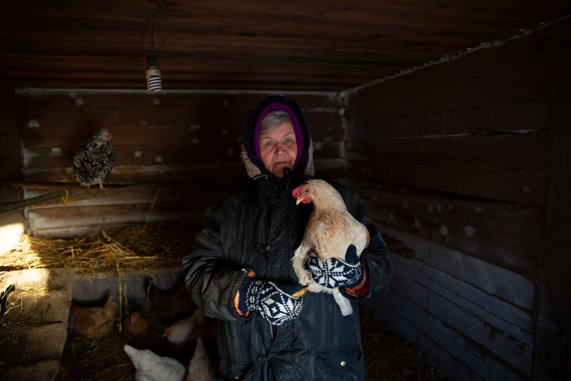An elderly woman warmly dressed holding a chicken inside a rustic barn, capturing the essence of rural farm life.
