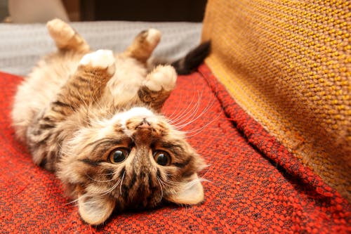 Foto profissional grátis de animal, animal de estimação, bigodes de gato