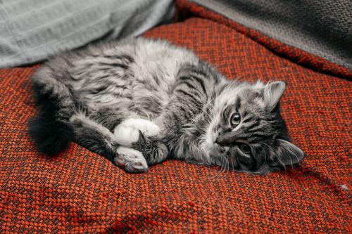 Free Adorable tabby kitten relaxing on a warm red blanket indoors. Stock Photo