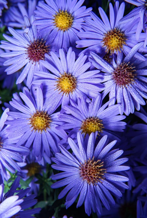 Základová fotografie zdarma na téma fialová kytka, flóra, květinová fotografie