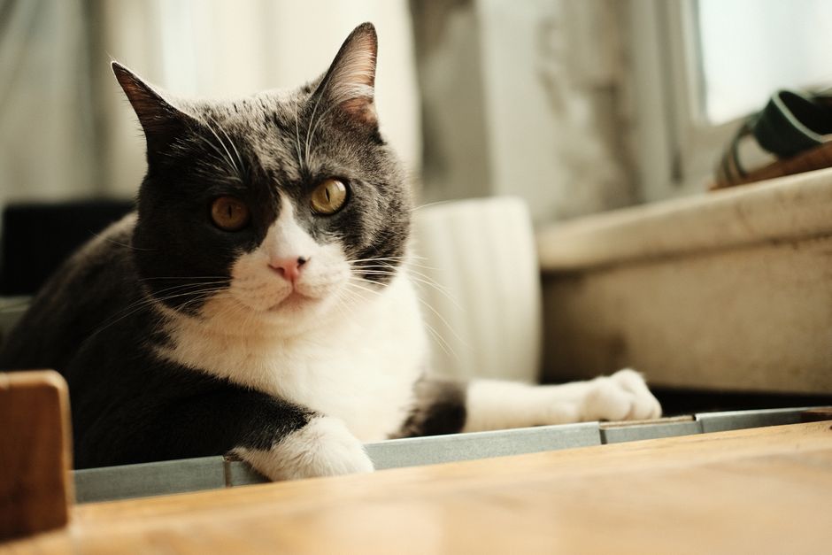 Jak czyścić kuwetę żeby kot nie protestował przy każdej wizycie 4 Cute domestic cat with striking eyes lounging in a cozy indoor environment.