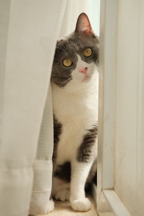 Free Cute tuxedo cat with golden eyes peeks from behind curtains indoors. Stock Photo