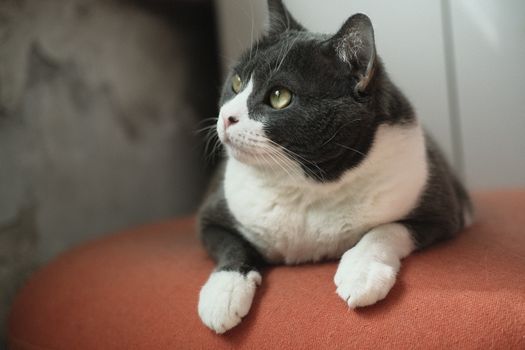 cat photo