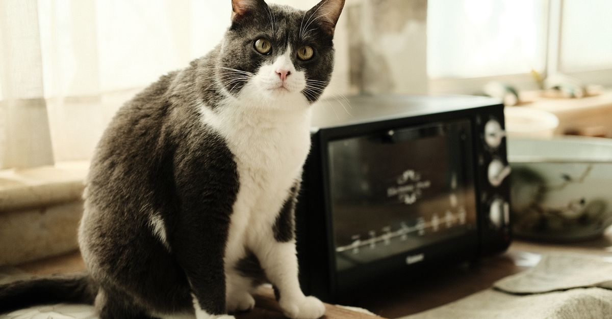Top 5 Innovations in Pet Care Technology