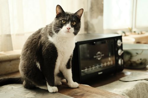 Free Adorable black and white cat sitting by a countertop oven in a sunlit kitchen setting. Stock Photo