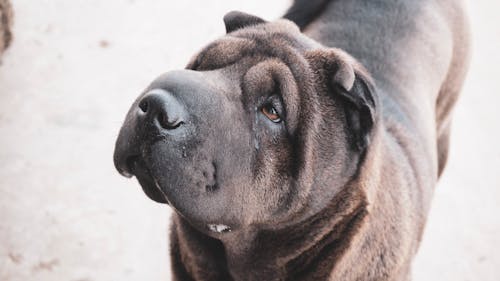 Imagine de stoc gratuită din a închide, animal, animal de casă