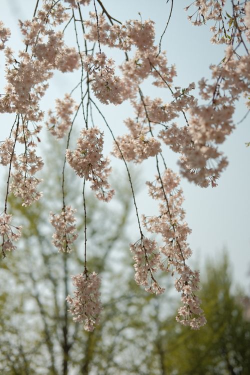 Free Delicate cherry blossoms hanging from branches, a serene spring scenery. Stock Photo