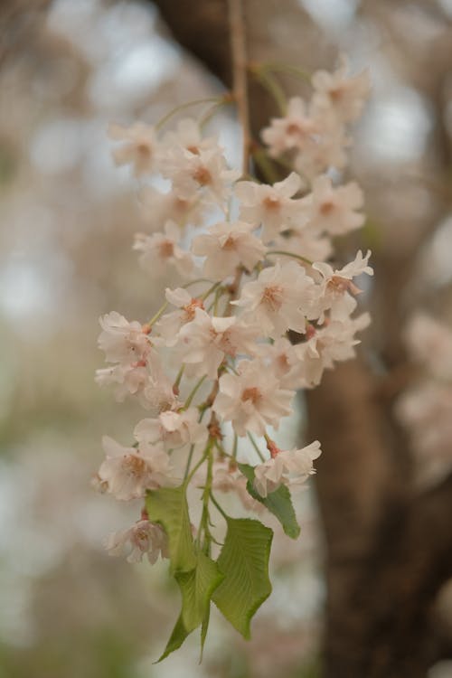 Foto profissional grátis de fechar-se, floração, flores brancas