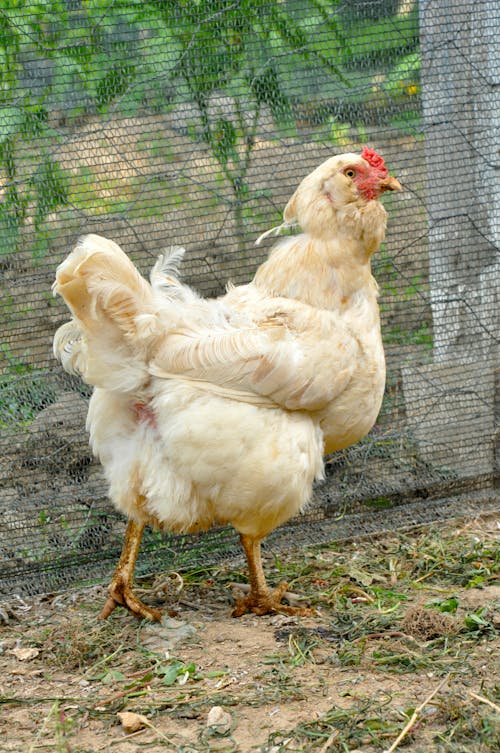 Free White Chicken Walking on the Farm Stock Photo