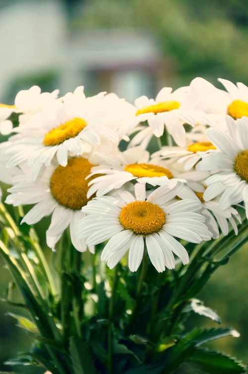 Free A vibrant bouquet of white daisies with yellow centers blooming in natural sunlight. Stock Photo