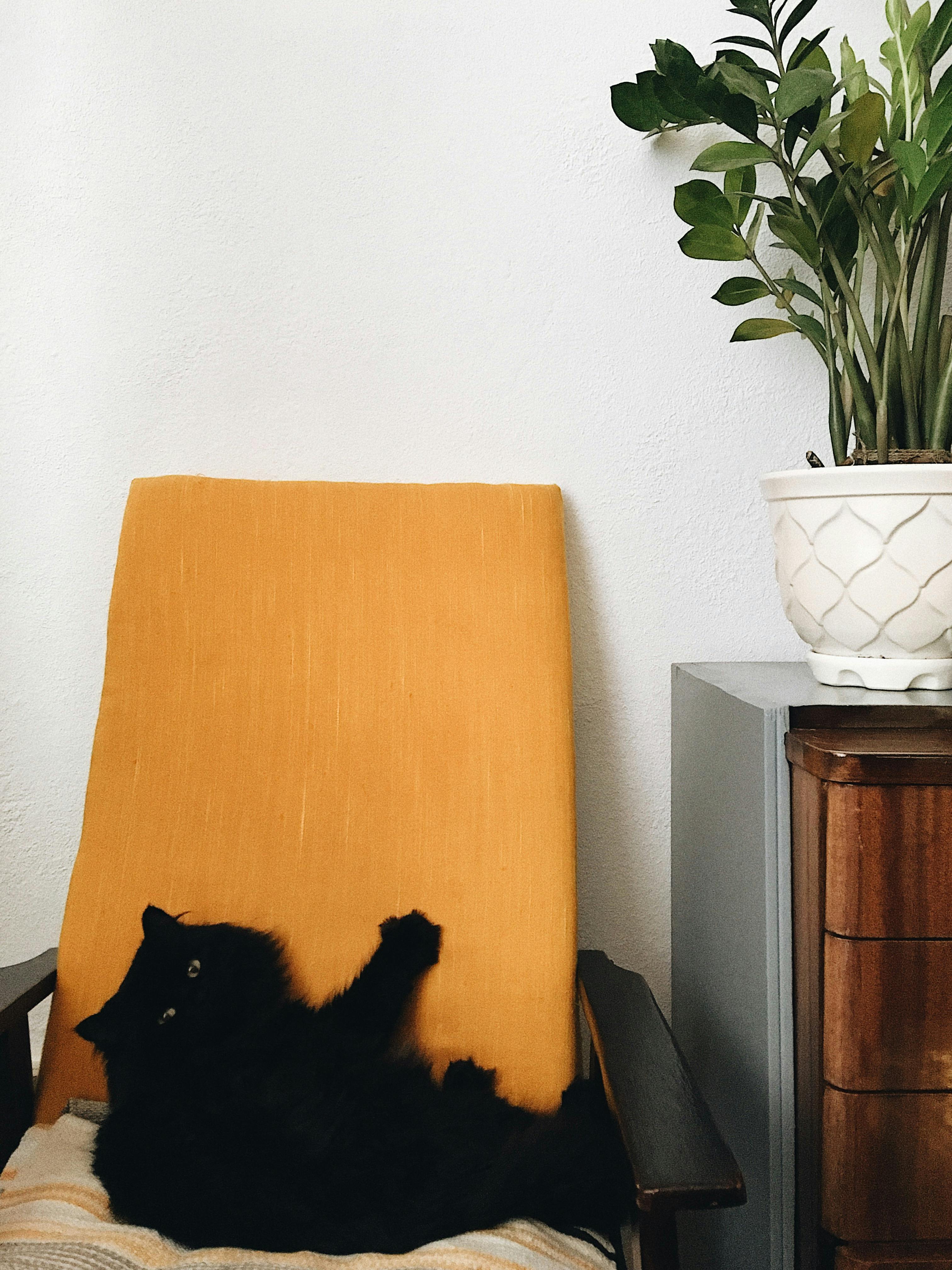 A black cat lounging on a vibrant yellow armchair with a potted plant nearby.