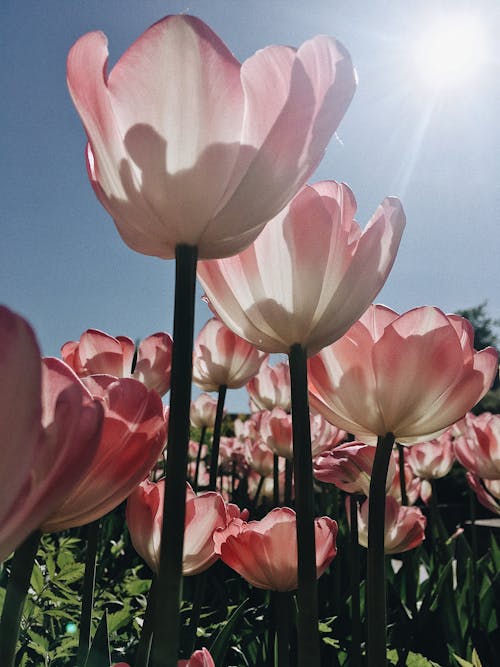 Free Pink tulips growing in field Stock Photo