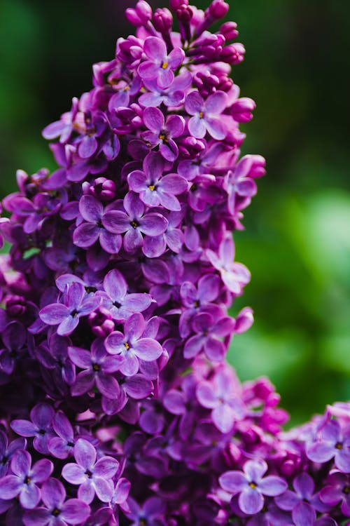 Free Close-up Shot of Violet Flowers Stock Photo