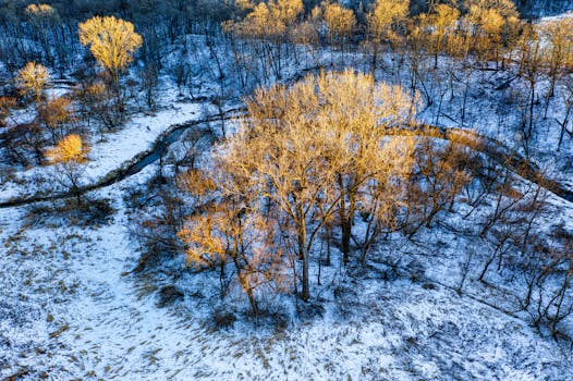 Aerial view of snow-covered forest in Altura, MN during winter, showcasing bare trees and winding stream.