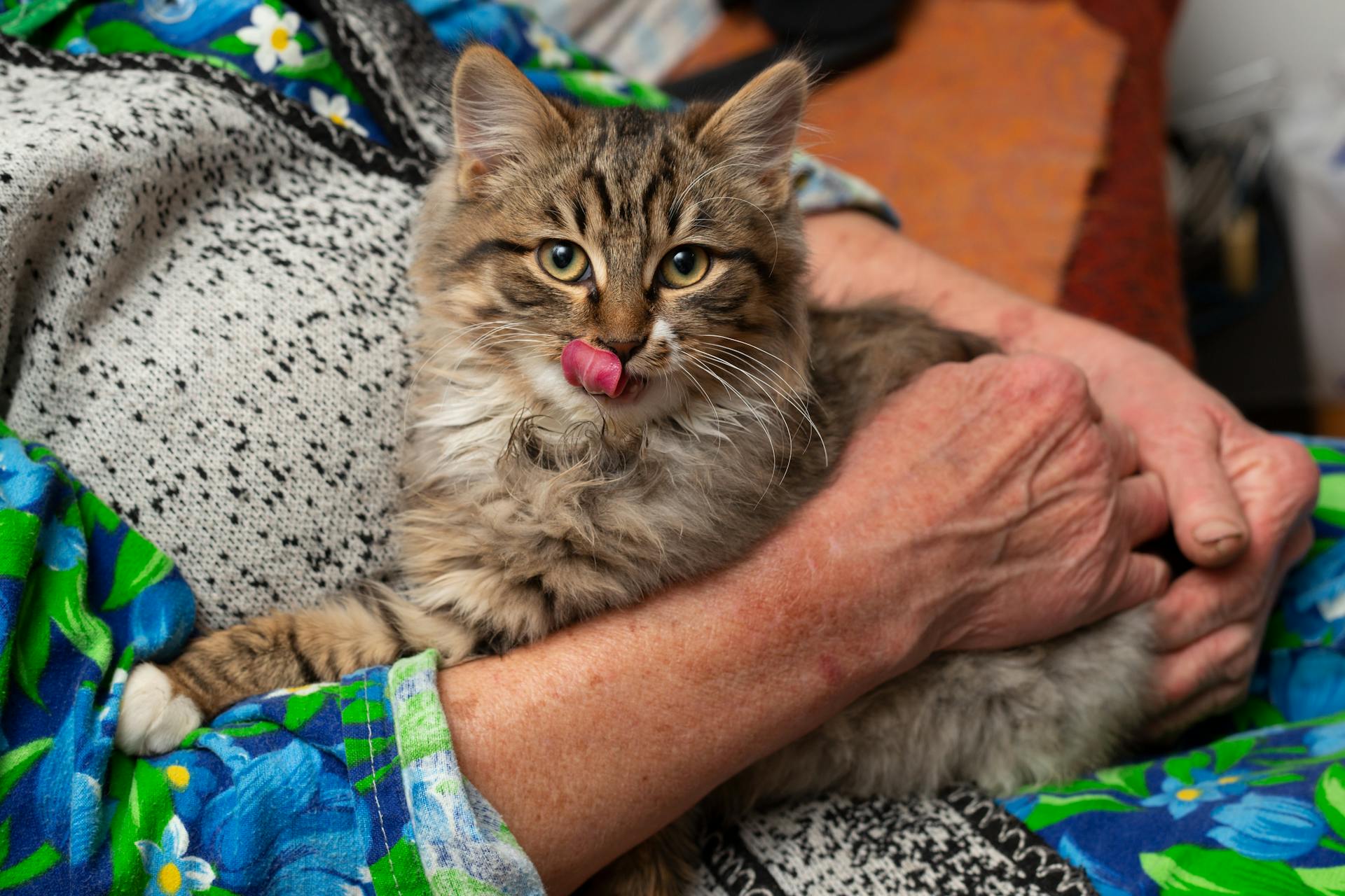 Brown Tabby Cat on Person's Lap