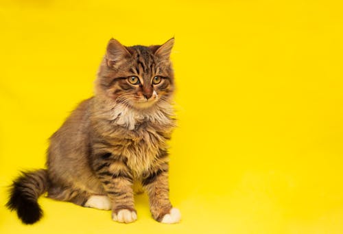 Brown Tabby Cat on Yellow Background
