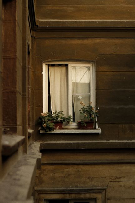 Aged wooden residential building with blossoming flowers in pots against window with curtains in daytime