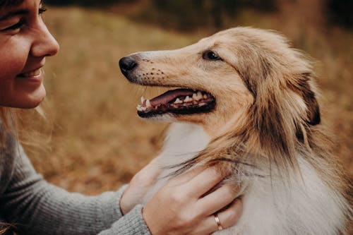 Glad adult female owner smiling and caressing obedient Collie dog in autumn meadow