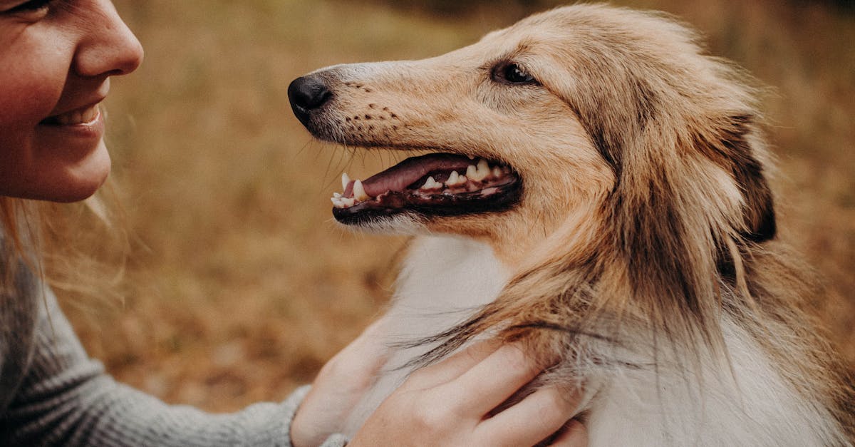 Glad adult female owner smiling and caressing obedient Collie dog in autumn meadow