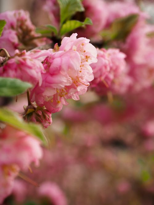 Free Photo of Pink Flowers Stock Photo