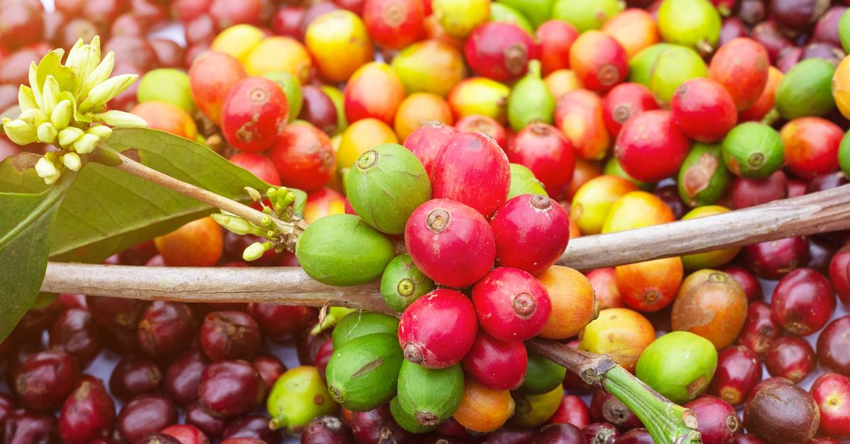 Photo by phouy Sonedala Colorful ripe and unripe coffee cherries on a branch, showcasing the vibrant beauty of coffee plants.
