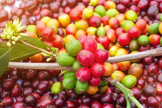 Photo by phouy Sonedala Colorful ripe and unripe coffee cherries on a branch, showcasing the vibrant beauty of coffee plants.