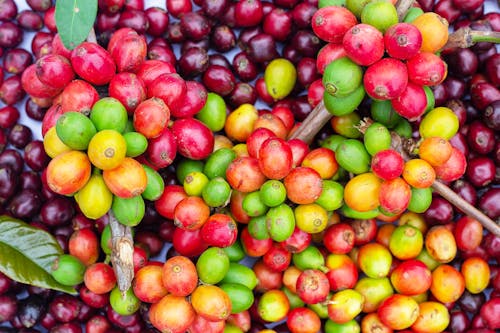 Free Red and Green Coffee Beans Stock Photo