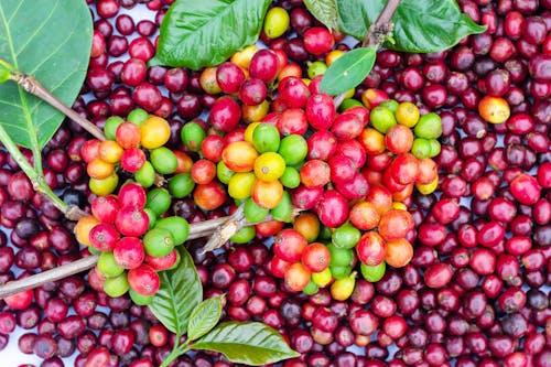 Close Up Shot of Raw Coffee Beans