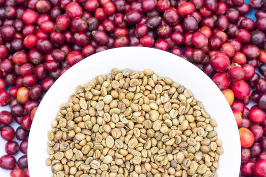 White plate filled with raw coffee beans atop a vibrant bed of red coffee cherries.