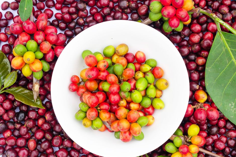Comparing Taste Profiles: Arabica vs Robusta
