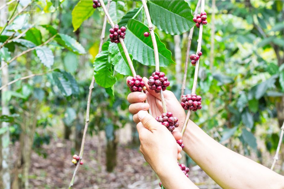 Finca La Esperanza, imagen 1