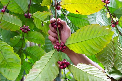 Free Person Holding Red Round Fruits on Tree Stock Photo