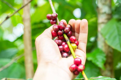 Free Hand holding ripe coffee beans on branch in a plantation, illustrating organic harvesting. Stock Photo