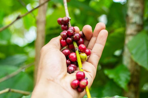 Free Red Round Fruits on Persons Hand Stock Photo