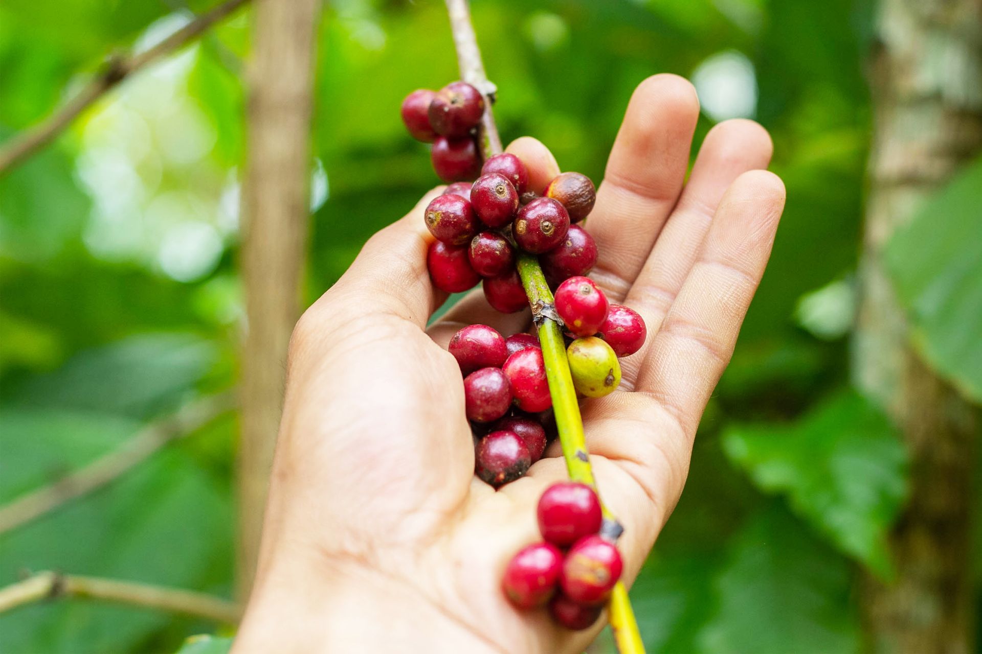 Close-up of fresh coffee berries in hand surrounded by lush green leaves, showcasing natural beauty.