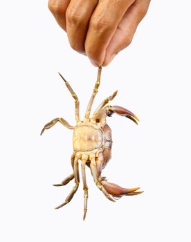 Detailed shot of a crab being held by a hand against a white background.