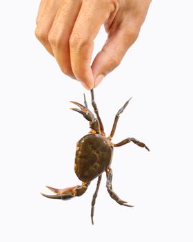 A detailed close-up of a crab held by a hand against a white background, showcasing the crustacean's unique features.
