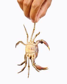 A detailed view of a crab being held by hand against a white background.