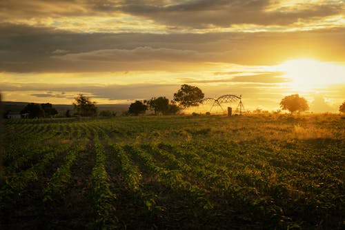 คลังภาพถ่ายฟรี ของ การเกษตร, ชนบท, ช่วงแสงสีทอง