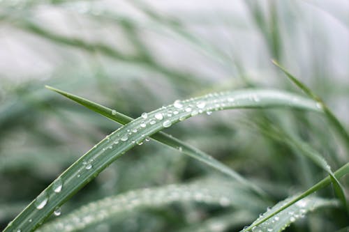 Close-Up Photo of a Wet Blade of Grass