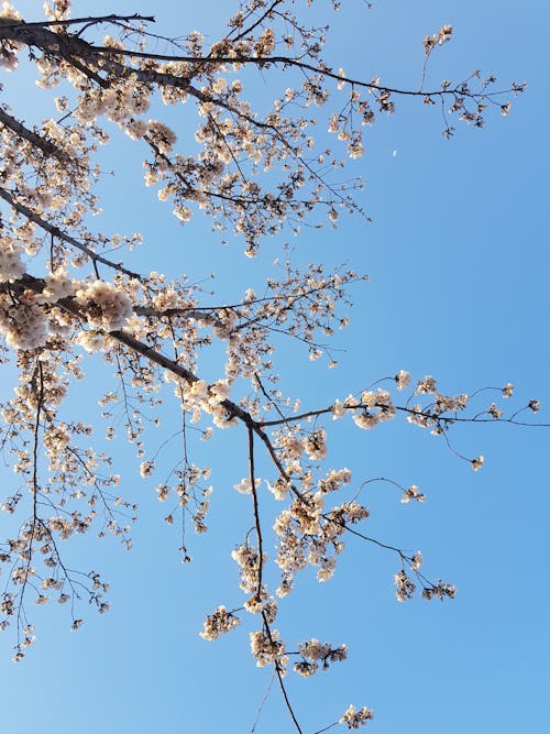 White Flowers Under Blue Sky